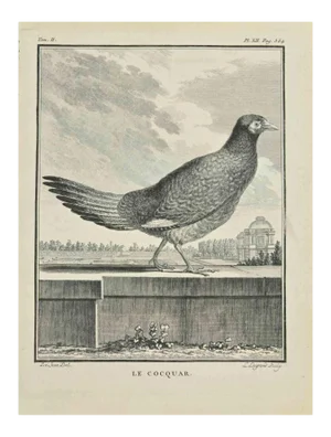 Louis Legrand, Le Cocquar, Etching, 1771
