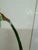 White Isabel Wyatt Daylight Daffodil Original Painting, Signed For Sale - Image 8 of 12