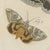 Paper Bertuch, Underwing and Tiger Moths with Caterpillars, 1805, Print For Sale - Image 7 of 12