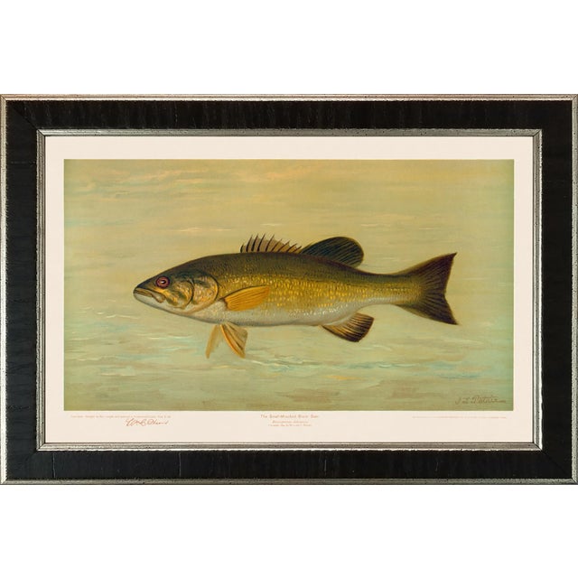 American Fish 18 the Small-Mouthed Black Bass by Harris CFA Edition Giclee Print For Sale In Atlanta - Image 6 of 6