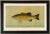 American Fish 18 the Small-Mouthed Black Bass by Harris CFA Edition Giclee Print For Sale In Atlanta - Image 6 of 6