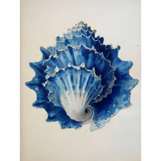 Nautical Set of 8 – Blue and White Conch Shells Collection | Coastal Natural History Fine Art Prints For Sale - Image 3 of 18