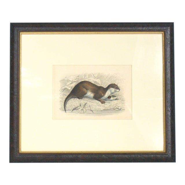 Otter Illustration, 19th Century Chromolithograph For Sale