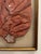 1890s Fashion Art in a Display Frame For Sale - Image 4 of 5