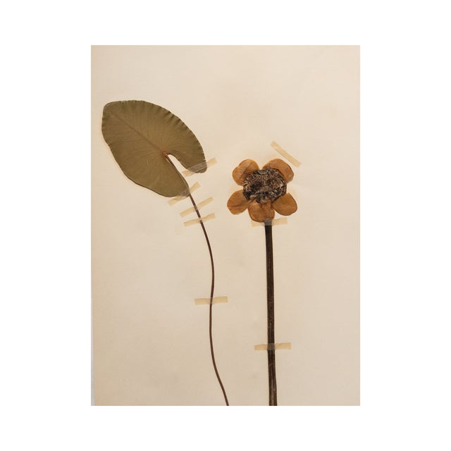 Rustic European Vintage Swedish Herbarium - Water Lily, Circa 1938 For Sale - Image 3 of 3