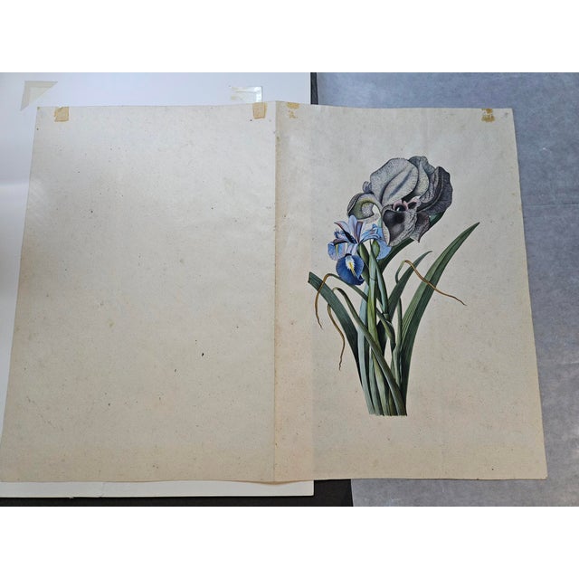 Blue Circle of Georg Dionysius Ehret Iris Watercolor, Mid-18th Century For Sale - Image 8 of 11