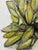 Paint Ears of Corn Acrylic on Canvas Painting, Unsigned For Sale - Image 7 of 12