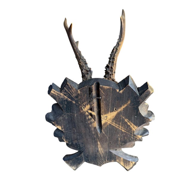 1900 - 1909 Roe Deer Trophy 175 Black Forest Antlers Mount For Sale - Image 5 of 5