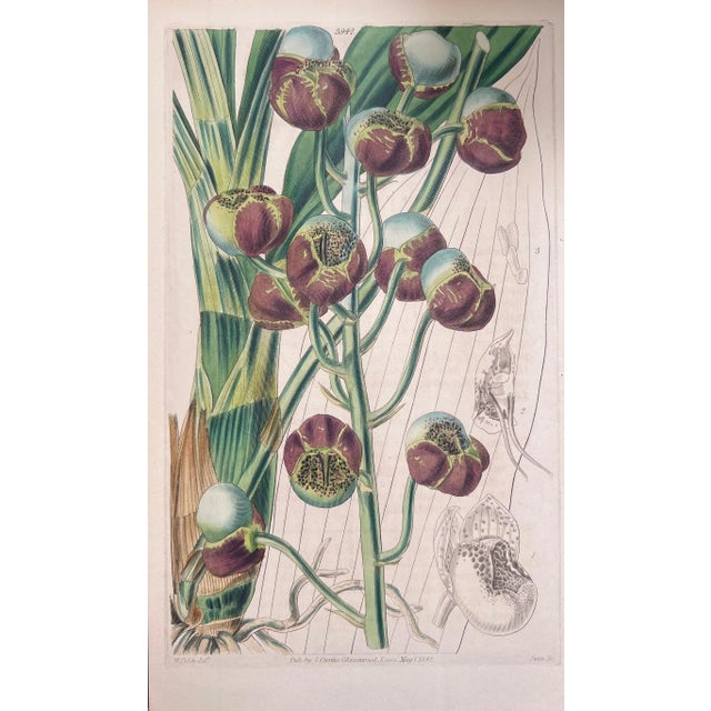 Set of Six 19th Century English Hand-Colored Botanical Engravings For Sale In Houston - Image 6 of 8