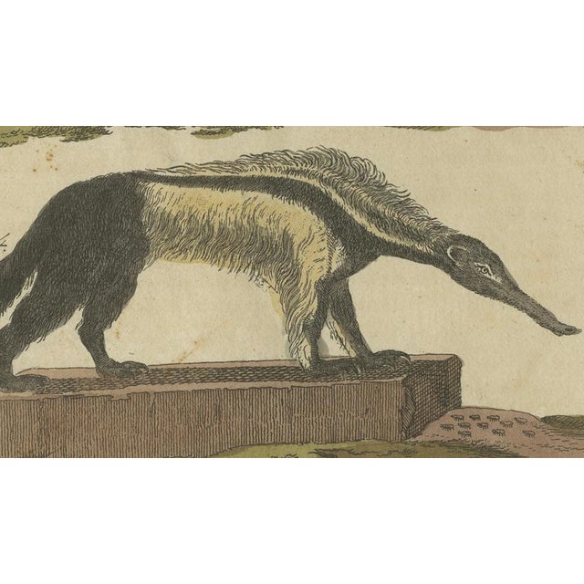Bertuch, Monkeys & South American Anteaters, 1800, Engraving For Sale - Image 4 of 10