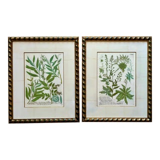 Vintage Johann Weinmann Botanical Custom Framed Prints-A Pair For Sale