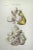 Ottavio Muzzi, Heart Disease, Lithograph, 1843 For Sale