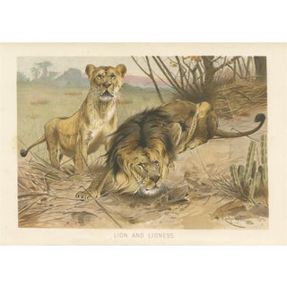After Wilhelm Kuhnert, Lion and Lioness, 1894, Paper For Sale