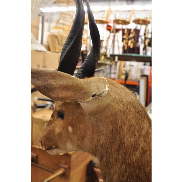 Vintage African Cape Bushbuck Taxidermy Shoulder Mount Cabin Wall Decor For Sale In Philadelphia - Image 6 of 12