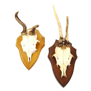 German Black Forest Mounted Deer Antlers - A Pair For Sale