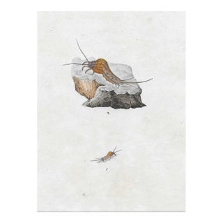 Antique British Insect Handcolored Engraving For Sale