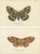 Lloyd, Moths, 1897, Prints, Set of 2 For Sale