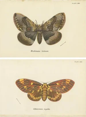 Lloyd, Moths, 1897, Prints, Set of 2