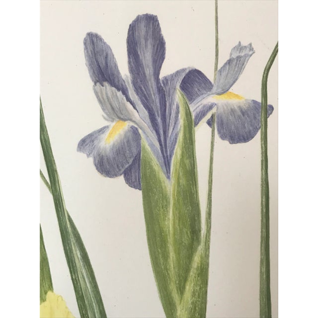 Paint Vintage Original Watercolor Flowers Iris and Gladiolas Janet Delonga For Sale - Image 7 of 8