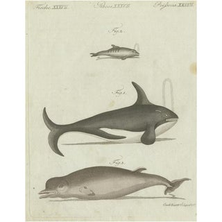 Bertuch, Two Whales and Dolphin, Print For Sale