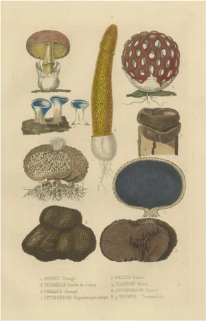 Illustrated Fungi, 1845, Paper