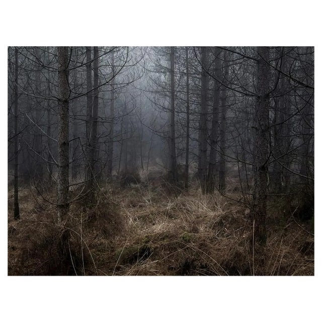 Ellie Davies, Stillness 2, C-Type Print For Sale