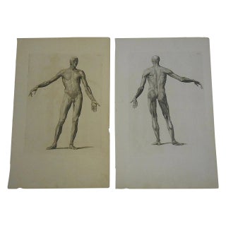 Antique Anatomy Engravings- A Pair For Sale