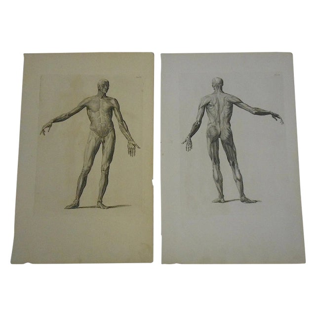 Antique Anatomy Engravings- A Pair For Sale