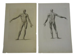 Antique Anatomy Engravings- A Pair