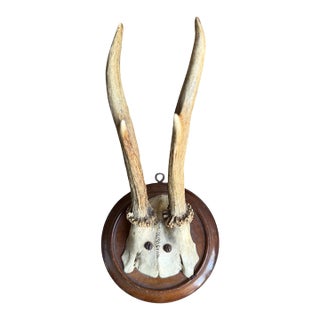 Roe Deer Trophy 189 Black Forest Antlers For Sale