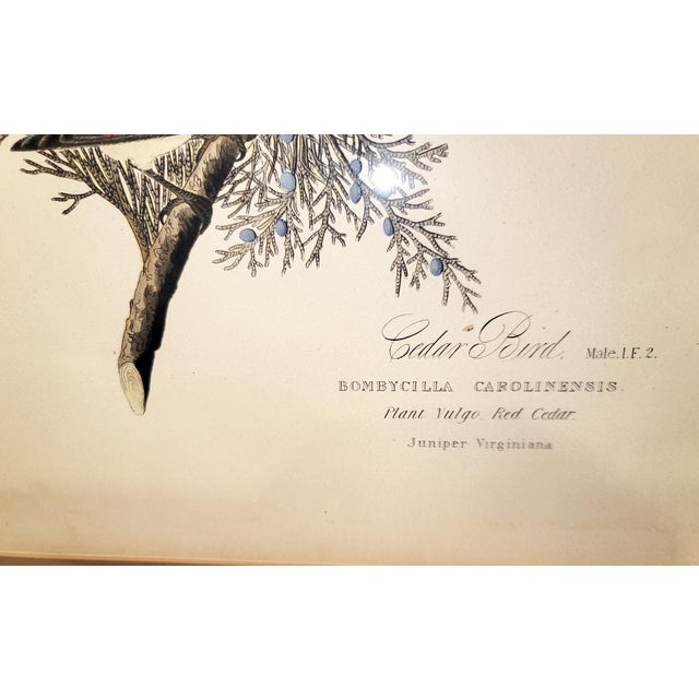 Antique White Late 19th Century John J. Aububon Bird Reproduction Print For Sale - Image 8 of 8