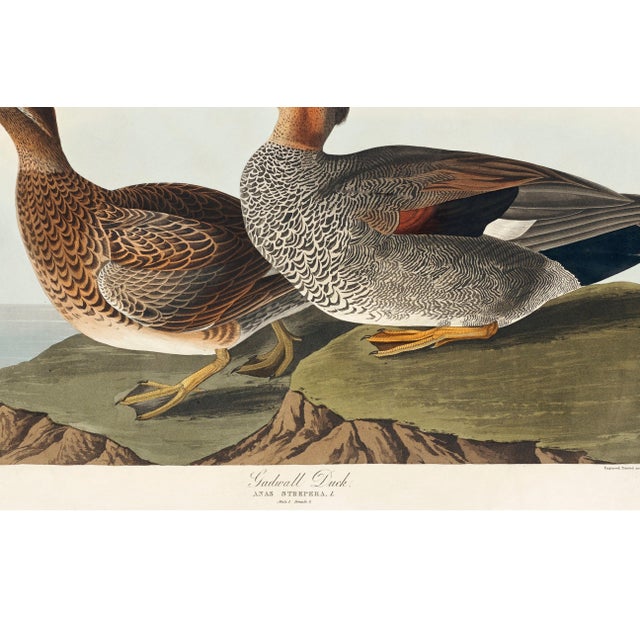 Gadwall Duck, Vintage Art Print Reproduction From Birds of America by John James Audubon, 48″ × 32″ For Sale - Image 11 of 12