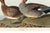 Gadwall Duck, Vintage Art Print Reproduction From Birds of America by John James Audubon, 48″ × 32″ For Sale - Image 11 of 12