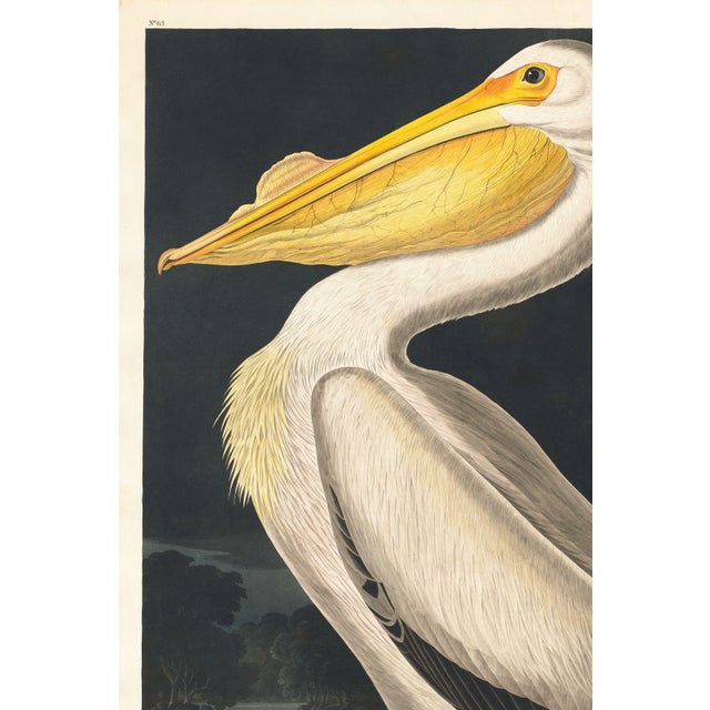 Paint American White Pelican (Audubon), Vintage Art Print Reproduction, 32″ × 48″ For Sale - Image 7 of 11