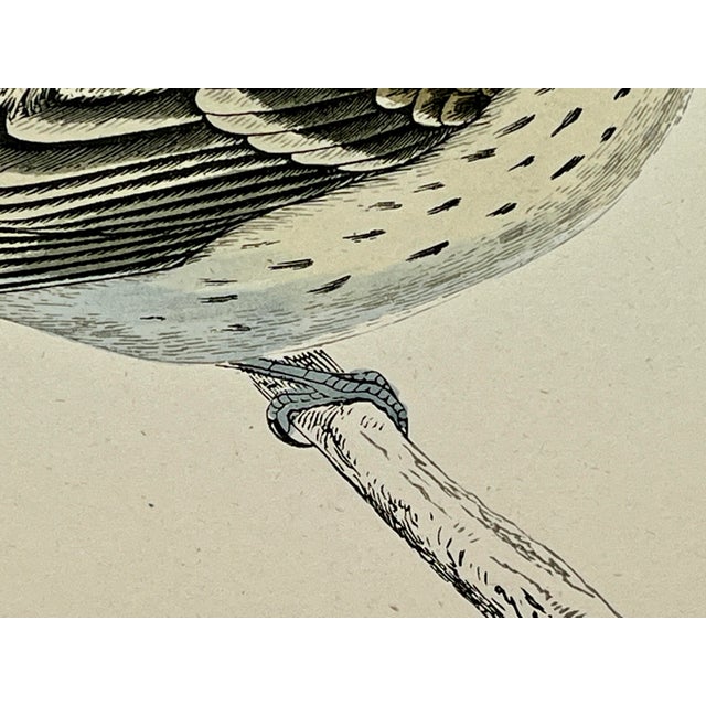 Cream Antique Hand Tinted Bird Print From England Featuring a Mealy Redpole - Circa 1888 For Sale - Image 8 of 12