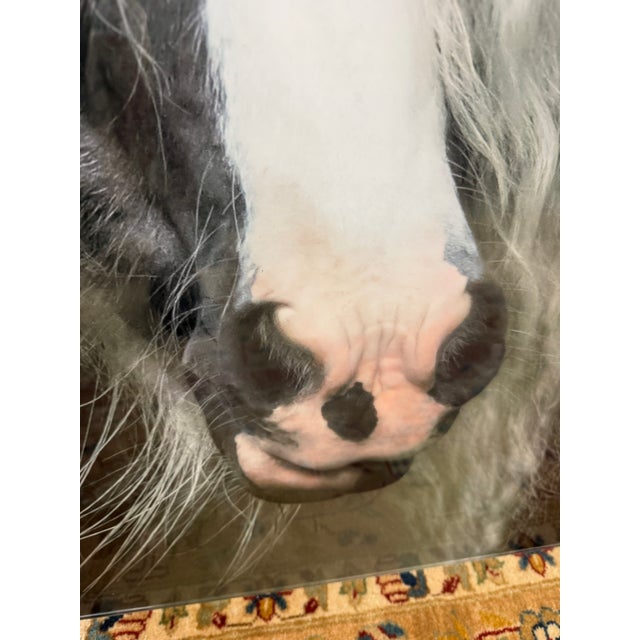 Black Terry Kirkland Cook Bombshell a Gypsy Vanner Acrylic Print For Sale - Image 8 of 12