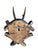 1900 - 1909 Roe Deer Trophy 213 Black Forest Antlers Mount For Sale - Image 5 of 5