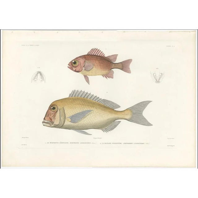 Soldierfish and Bluefin Seabream, 1846, Paper For Sale - Image 3 of 10
