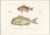 Soldierfish and Bluefin Seabream, 1846, Paper For Sale - Image 3 of 10