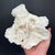 Vintage Natural Merulina White Coral Specimen For Sale - Image 10 of 13