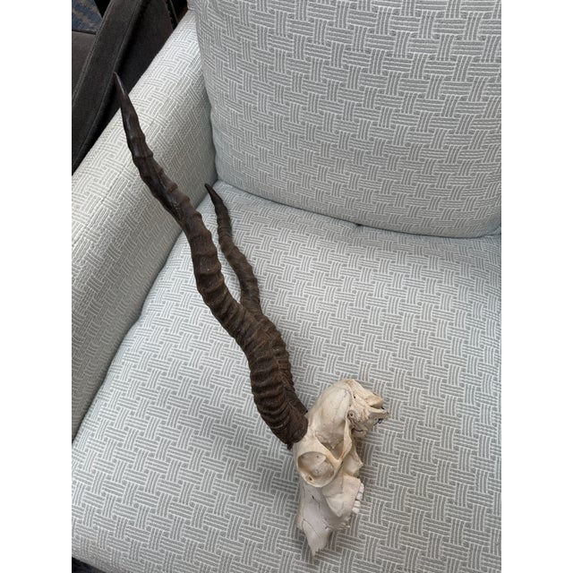 Vintage Blackbuck Skull + Horns For Sale - Image 4 of 12