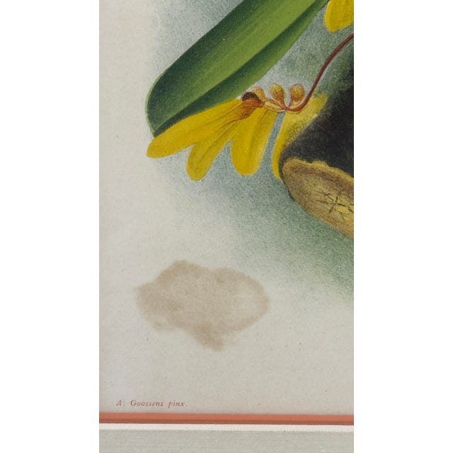 1890s Gilt & Slub Linen Framed Lindenia Orchid Print Curated by Turtle and Crane - Palm Beach Regency Maximalist For Sale - Image 13 of 16