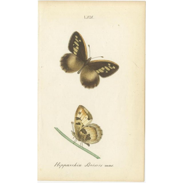 Jardine & Lizars, Cabinet-Size Butterfly, 1835, Paper Engravings, Set of 6 For Sale - Image 4 of 9
