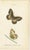 Jardine & Lizars, Cabinet-Size Butterfly, 1835, Paper Engravings, Set of 6 For Sale - Image 4 of 9