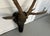 Wood Antique 19th Century Folk Art Carved Wood Black Forest Baroque Deer Head & Antlers Wall Trophy For Sale - Image 7 of 12