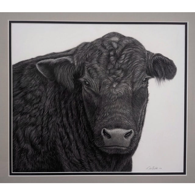Stand Down by Tammy Liu-Haller | Graphite on Paper of a close-up black cow's face For Sale