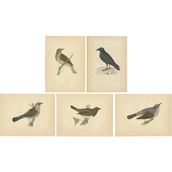 Rev. F. Orpen Morris, Crow, Redwing, Thrush, Fieldfare, 1860s, Prints, Set of 5 For Sale