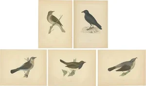 Rev. F. Orpen Morris, Crow, Redwing, Thrush, Fieldfare, 1860s, Prints, Set of 5