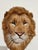 Anne Andersson, Lions Head Big Game Trophy Natural Sisal Fiber Sculpture Lion Anne Andersson Art, 2009 For Sale - Image 11 of 12