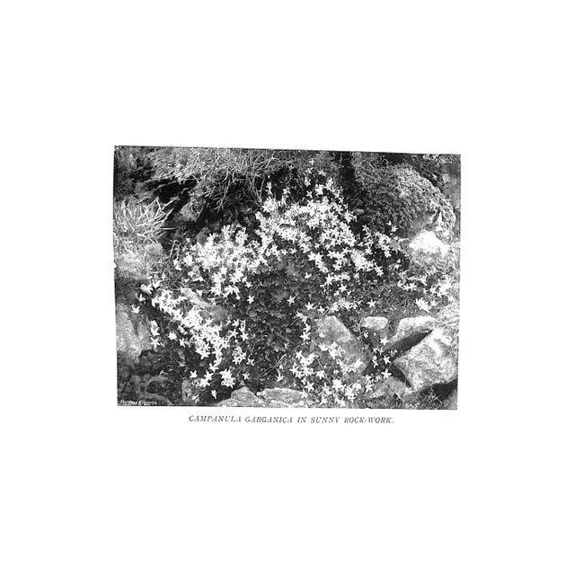 "Wall & Water Gardens" 1901 Jekyll, Gertrude For Sale - Image 11 of 13